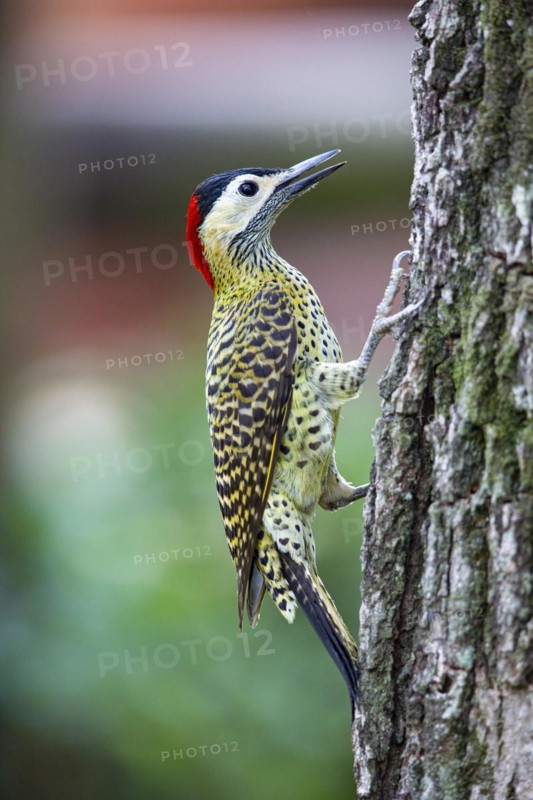 Green-banded Woodpecker (Colaptes melanochlorus) Pantanal Brazil