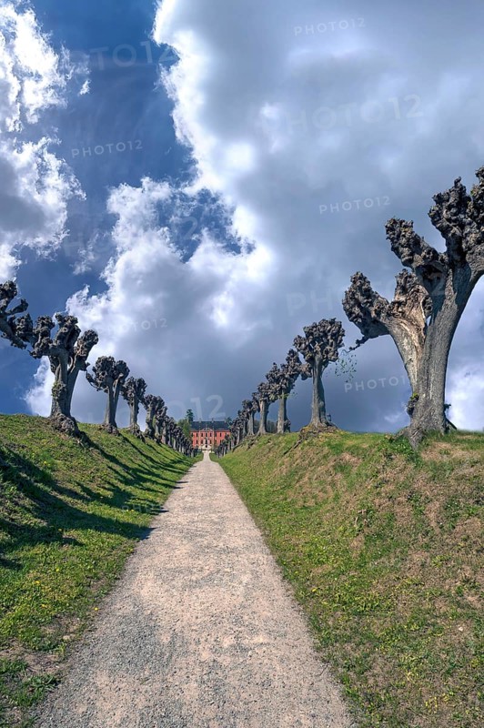 Trimmed festoon avenue of Tilia × europaea lime trees (Tilia × europaea), cloudy sky, Bothmar Castle, Klütz, Mecklenburg-Western Pomerania, Germany, at the back