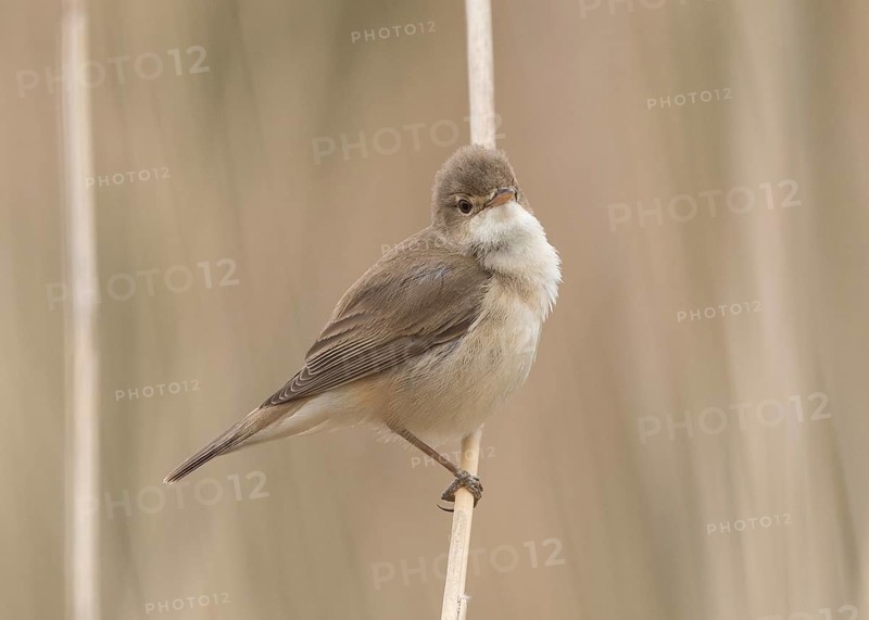 Eurasian Reed Warbler (Acrocephalus scirpaceus) perche in reedbed, Wales, United Kingdom