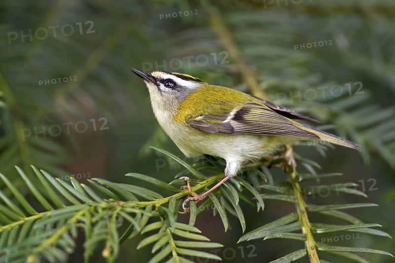 Common Firecrest (Regulus ignicapilla), Saxony-Anhalt, Germany