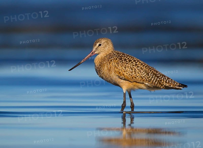 Marbled Godwit (Limosa fedoa) foraging, California, USA