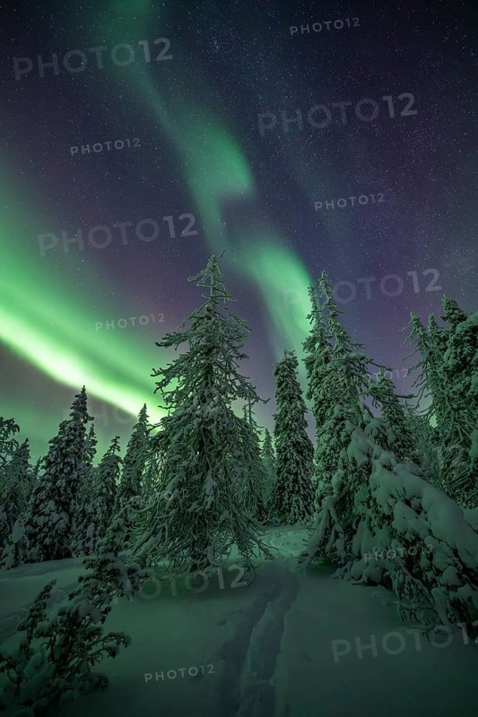 Northern Lights over winter landscape, Riisitunturi National Park, Posio, Lapland, Finland