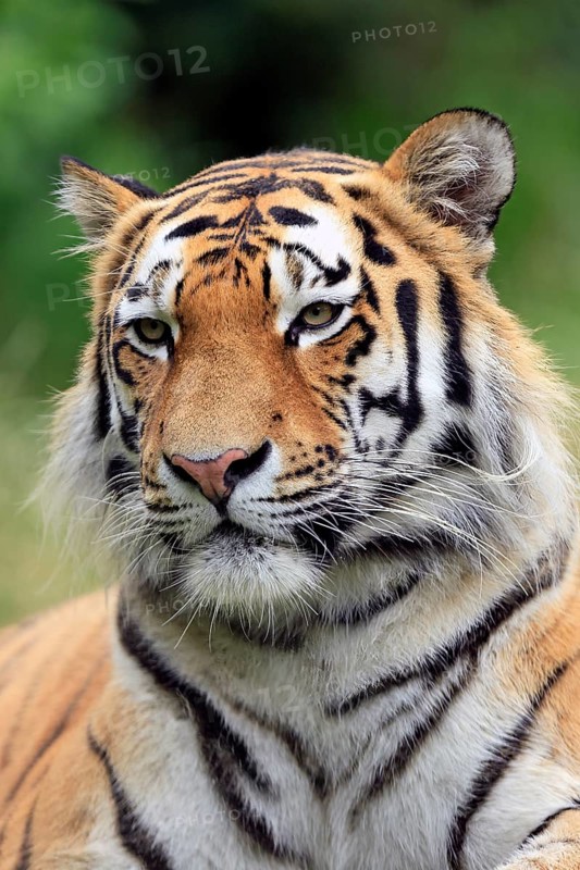 Siberian tiger (Panthera tigris altaica), adult, alert, portrait