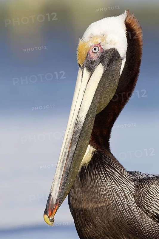 Brown Pelican (Pelecanus occidentalis), Florida, USA