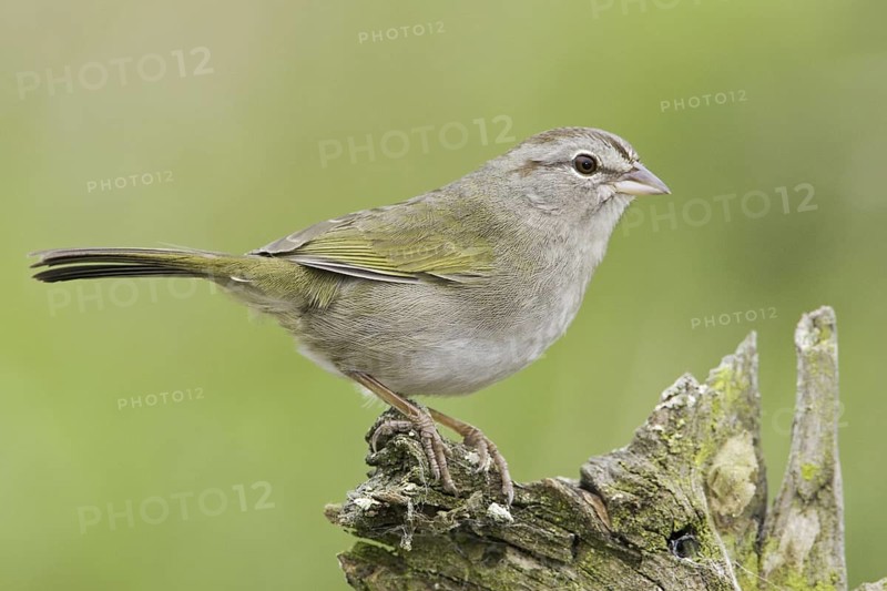 Olive Sparrow (Arremonops rufivirgatus), Texas, USA