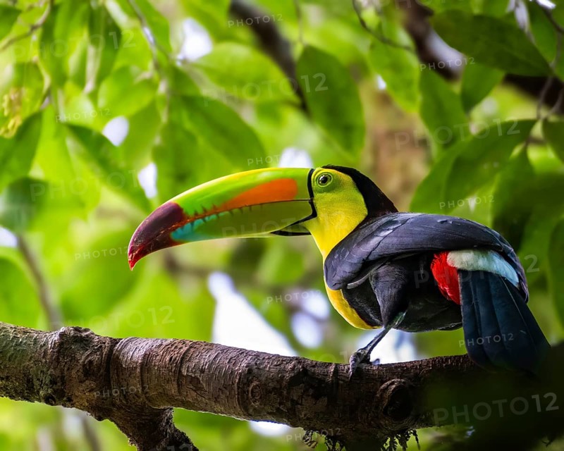 A vibrant toucan rests on a branch surrounded by lush green leaves in the Belizean rainforest, showcasing the region's rich biodiversity and stunning natural beauty