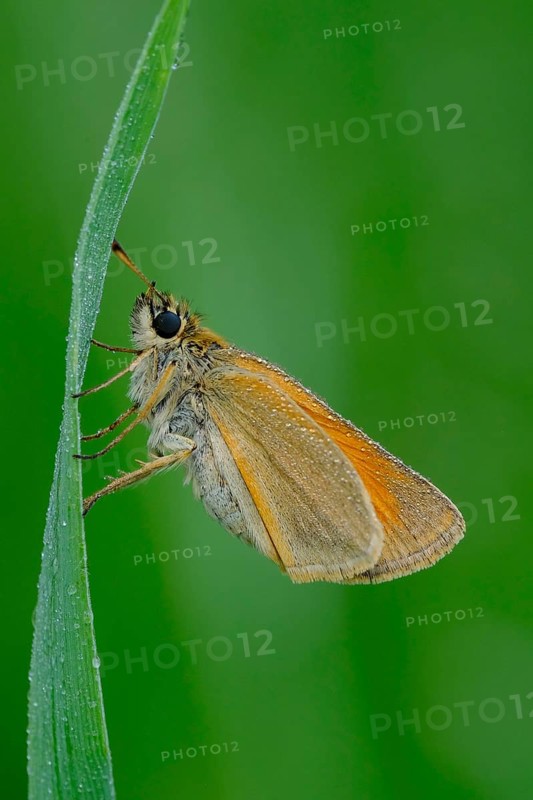 Black-headed brown butterfly, Thymelicus lineola, class Insecta, order Lepidoptera, family Hesperiidae, subfamily Hesperiinae, genus Thymelicus animals, insect, insects, Hesse, Federal Republic of Germany