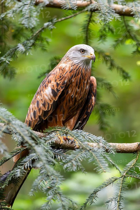Red kite (Milvus milvus) sitting on a branch, Bavaria, Germany