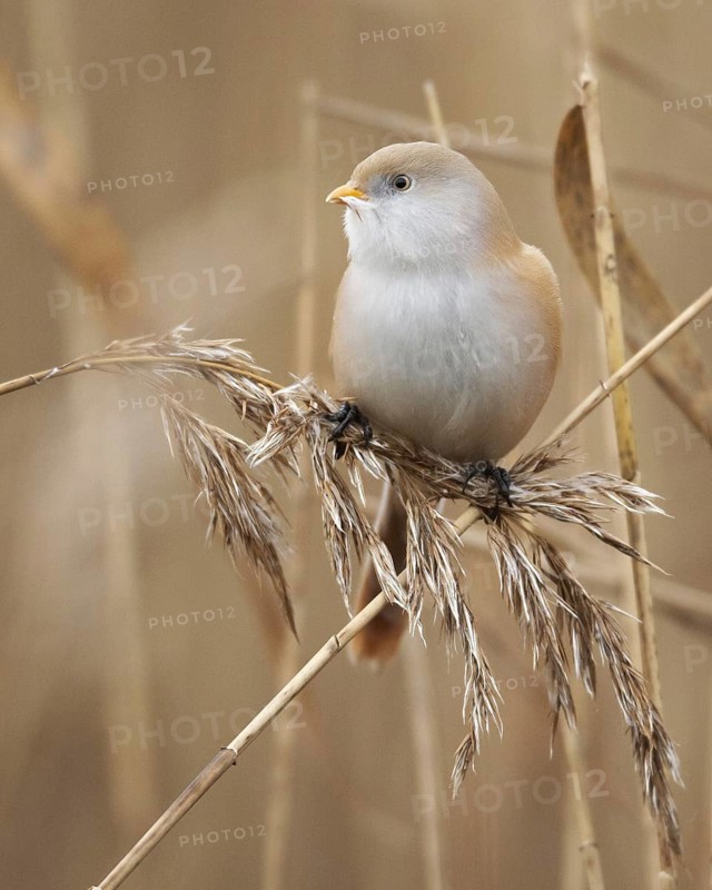Bearded Reedling (Panurus biarmicus) female, Mecklenburg-Western Pomerania, Germany
