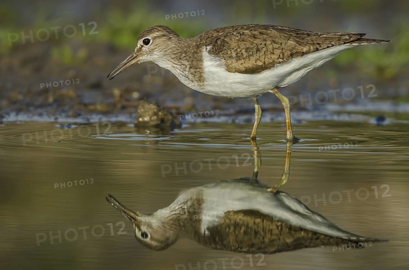 Common Sandpiper (Actitis hypoleucos), Schleswig-Holstein, Germany