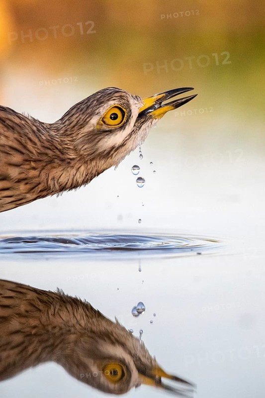 Eurasian Stone-curlew (Burhinus oedicnemus) drinking, Castile-La Mancha, Spain
