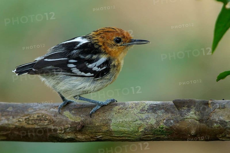 Amazonian Streaked-Antwren (Myrmotherula multostriata) perched on a branch in the rainforest of Guyana
