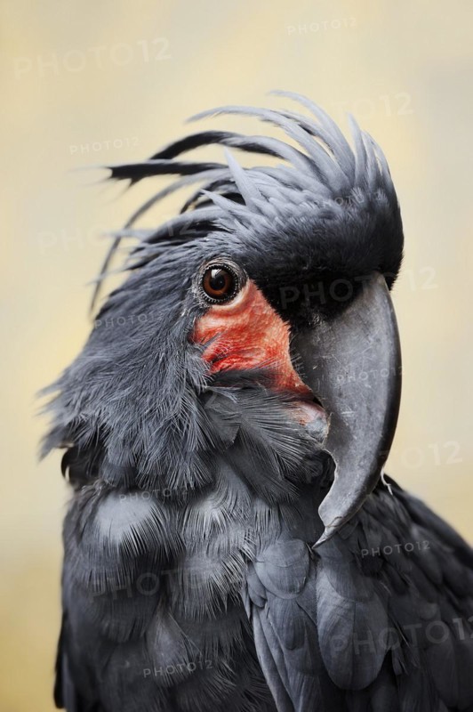 Palm cockatoo (Probosciger aterrimus), portrait, captive, occurring in Australia and New Guinea