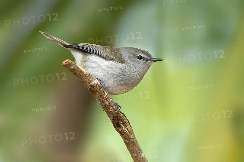 Norfolk Gerygone (Gerygone modesta) perched on a branch, Norfolk Island, Australia
