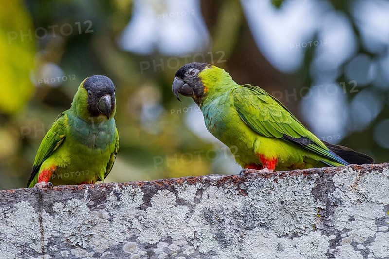 Nanday Parakeet (Nandayus nenday), South Africa