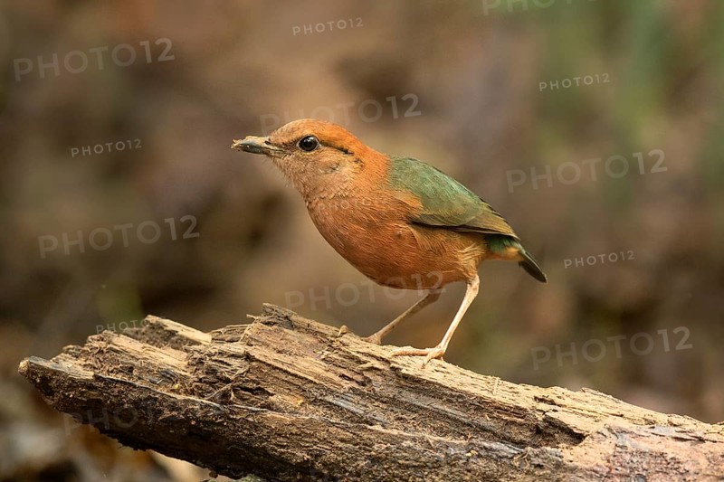 Rusty-naped Pitta (Hydrornis oatesi), Pahang, Malaysia