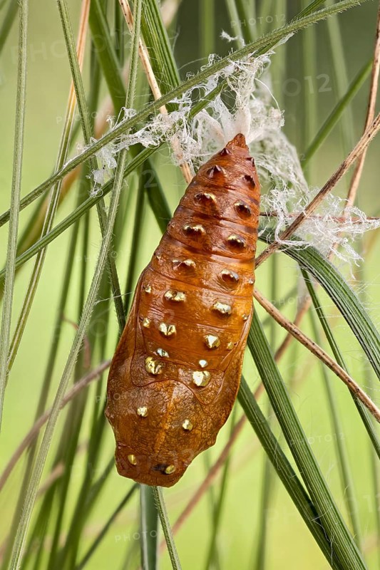 Eine parasitierte Puppe des Mittlerer Perlmuttfalter (Fabriciana niobe) im Gras fest gemacht. Waldwiese in den Alpen