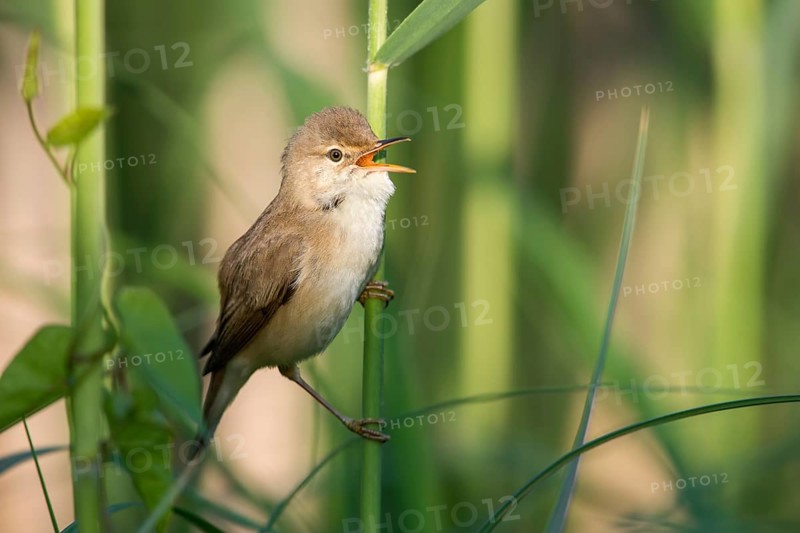 Eurasian Reed Warbler (Acrocephalus scirpaceus) singing in reeds, Poland