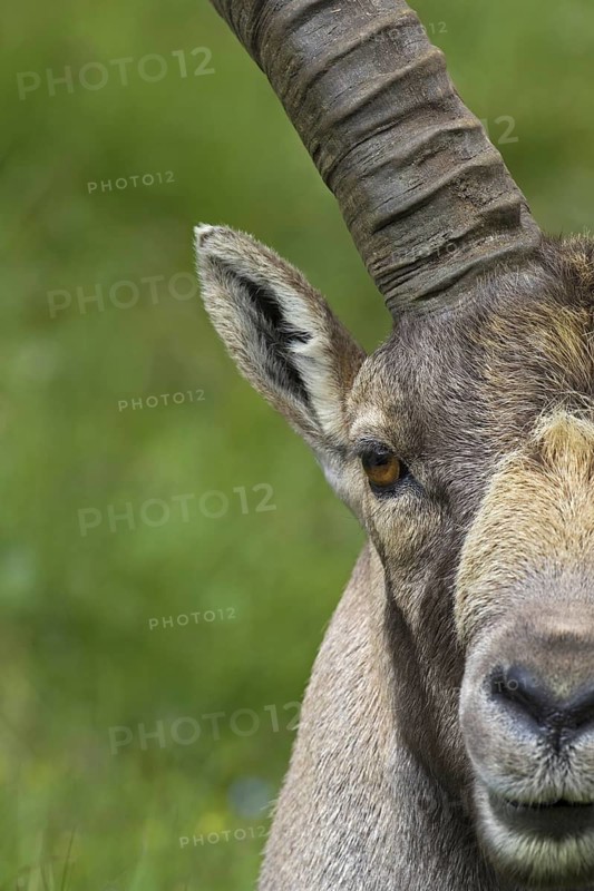 Male Alpine ibex (Capra ibex) close up of big horns showing annual growth rings