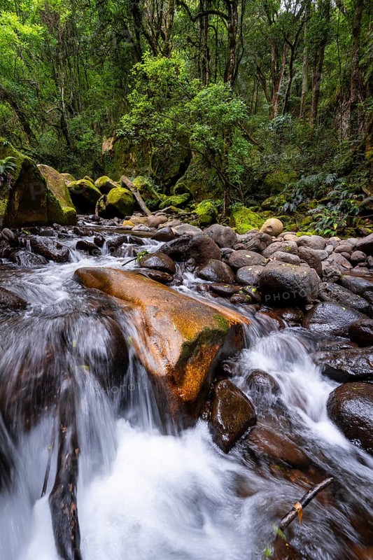 Mhlwazini River flows through thick forest, original mountain forest, Rainbow Gorge, Ukhahlamba-Drakensberg Park, KwaZulu-Natal, Drakensberg Mountains, South Africa
