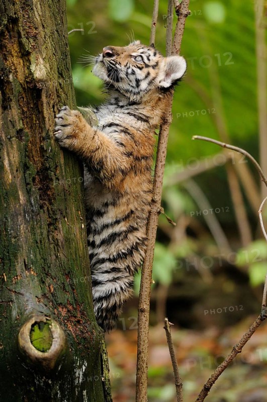 A tiger cub climbs on a tree trunk, curious and adventurous, Siberian tiger (Panthera tigris altaica), captive, occurrence Russia, North Korea and China