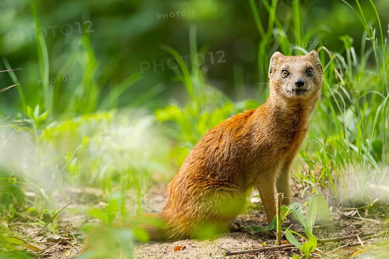 Yellow Mongoose or red meerkat (Cynictis penicillata) sitting on the ground, Germany