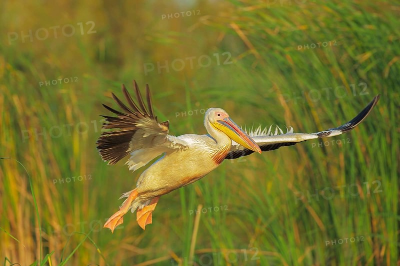 Great White Pelican (Pelecanus onocrotalus) flying, Danube-Delta, Romania