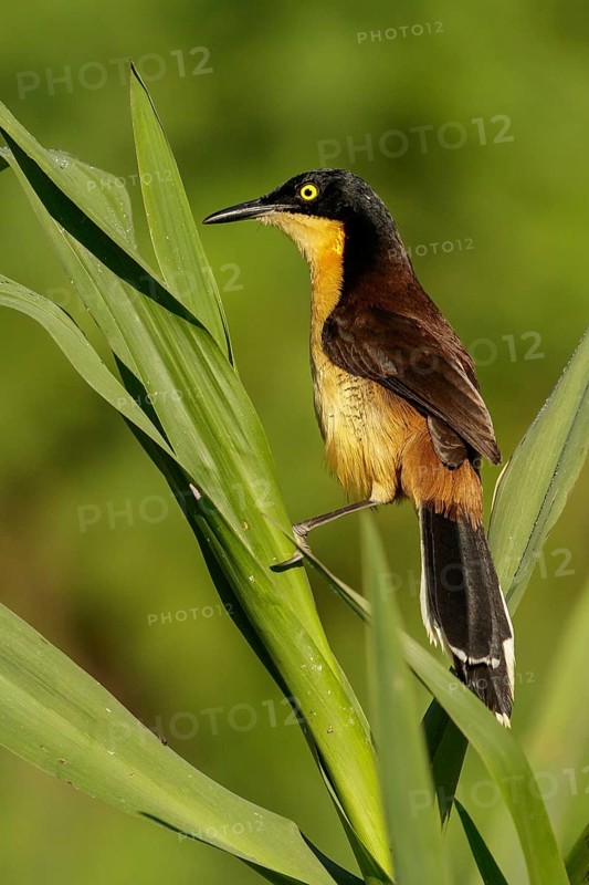 Black-capped Donacobius (Donacobius atricapillius) perched on a branch in the Pantanal region of Brazil