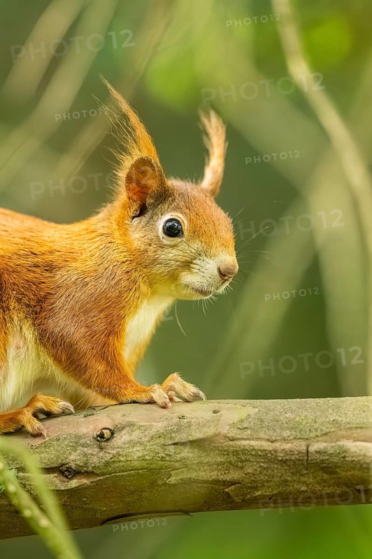 Red squirrel (Sciurus vulgaris) in a forest, Bavaria, Gernany