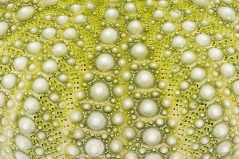 Detailed macro image of the exterior surface of a green Mexican sea urchin shell, featuring intricate geometric patterns, raised nodules, and vibrant green hues