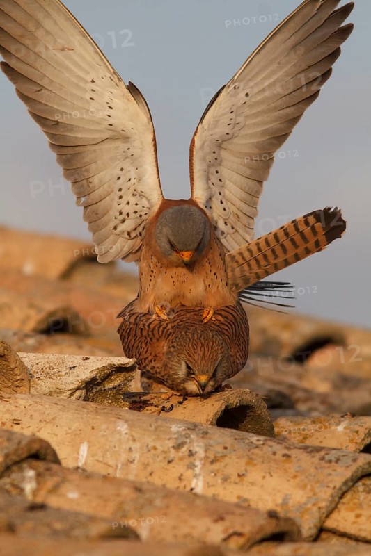 Lesser Kestrel (Falco naumanni), pair mating, Castile-La Mancha