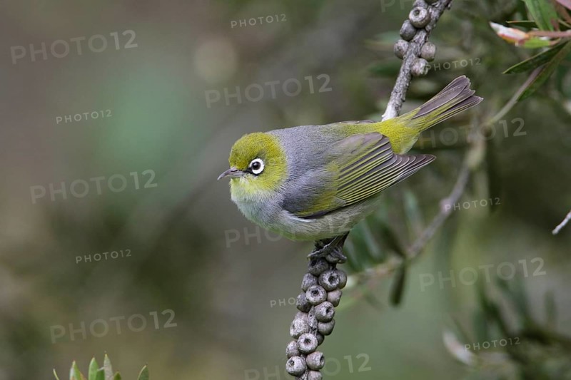 Silvereye (Zosterops lateralis) perched on a branch, Victoria, Australia