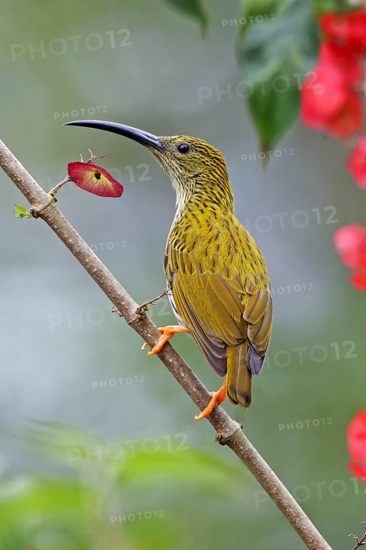 Streaked Spiderhunter (Arachnothera magna) at china hat flower (Holmskioldia sanguinea), Westbengalen, India