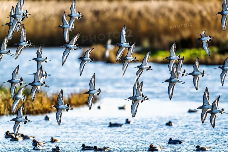 Black-tailed Godwits, Limosa limosa, birds in flight over marshes, Devon, England, United Kingdom