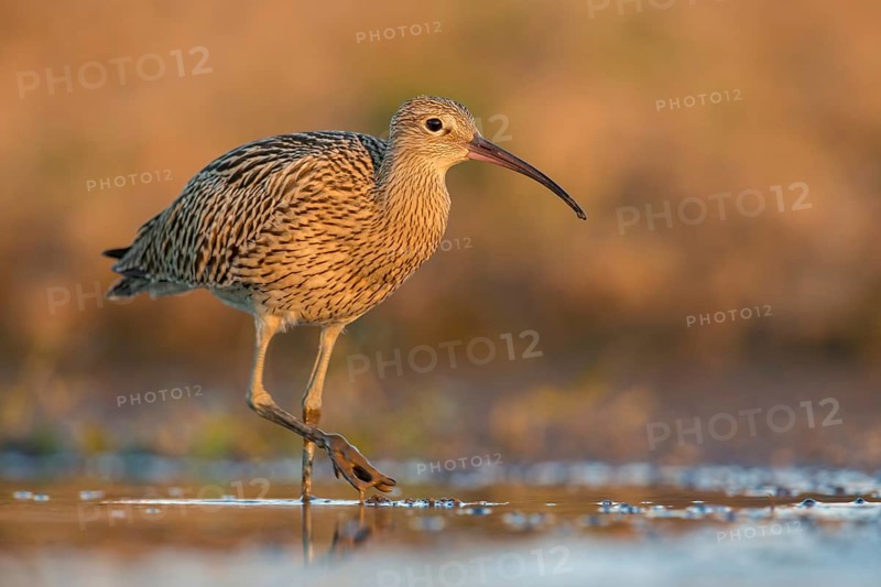 Eurasian Curlew (Numenius arquata) foraging, Poland