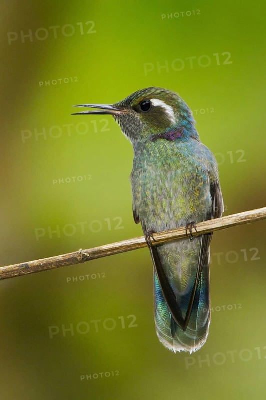 Wedge-billed Hummingbird (Schistes geoffroyi), Peru