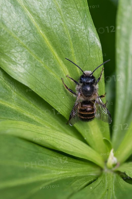 Horned mason bee (Osmia cornuta), Emsland, Lower Saxony, Germany