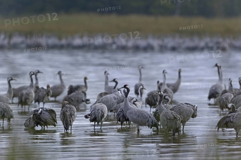 Common Crane (Grus grus), Mecklenburg-Western Pomerania, Germany