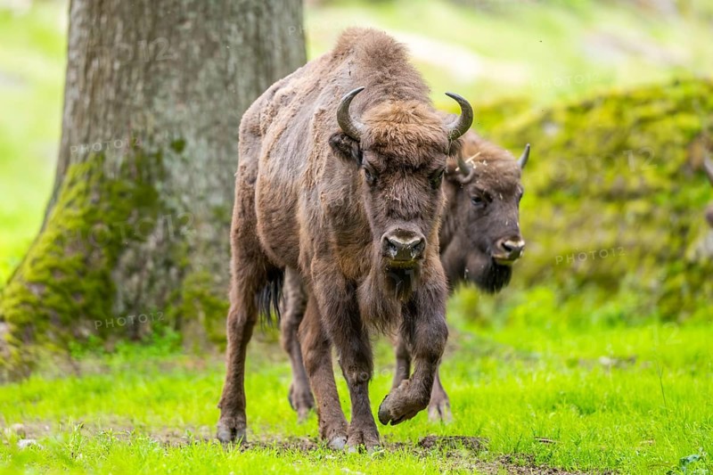 European bison (Bison bonasus) walking on a meadow in summer, Bavarian Forest, Germany