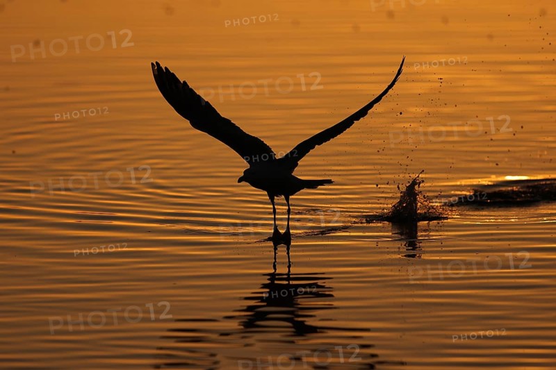 Silhouette of a seagull in flight, wings spread, above rippling water at sunset in wetland of the Emporda. The golden light reflects on the water, adding warmth and tranquility to the scene