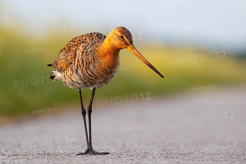 Black-tailed Godwit (Limosa limosa), Netherlands