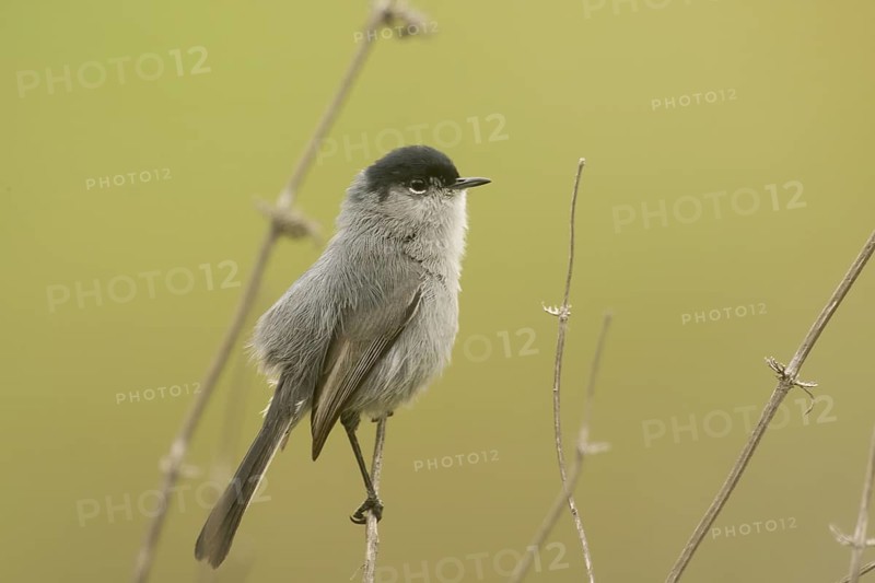 California Gnatcatcher (Polioptila californica) male, California, USA