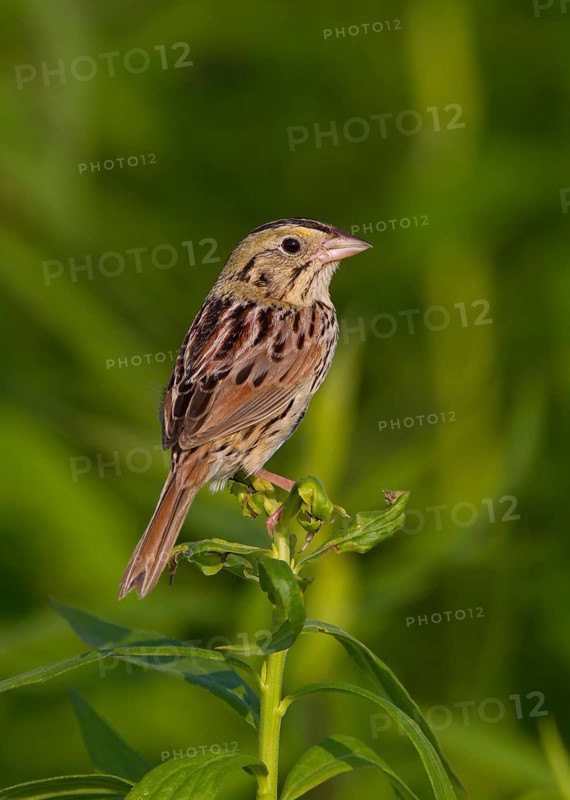 Henslow's Sparrow (Ammodramus henslowii), Ohio, USA