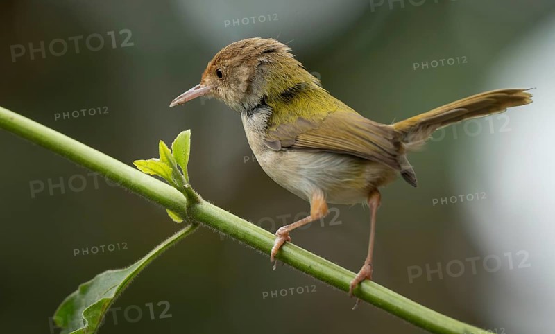 Common Tailorbird (Orthotomus sutorius) perched in a leafy tree, Sreepur, Gazipur, bangladesh