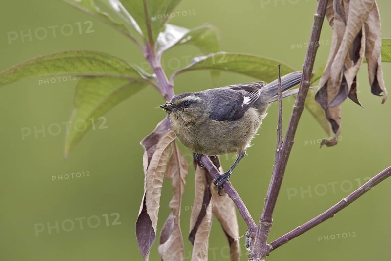 Cinereous Conebill (Conirostrum cinereum), Ecuador