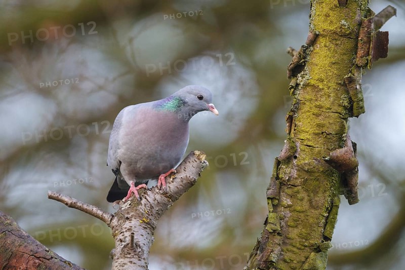 Stock Dove (Columba oenas), North Rhine-Westphalia, Germany