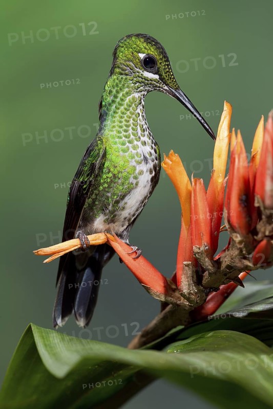 Green-crowned Brilliant (Heliodoxa jacula), Costa Rica