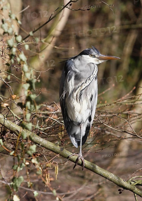 Grey heron (Ardea cinerea) standing on one leg on a branch, North Rhine-Westphalia, Germany