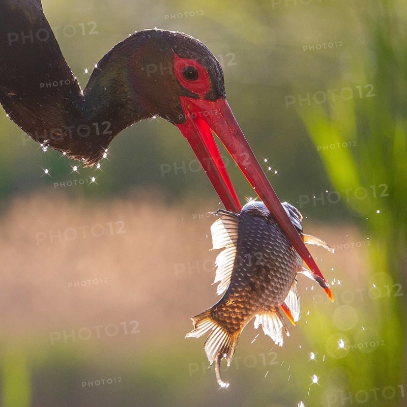 Black Stork (Ciconia nigra) with fish prey in beak, Pusztaszer, Hungary