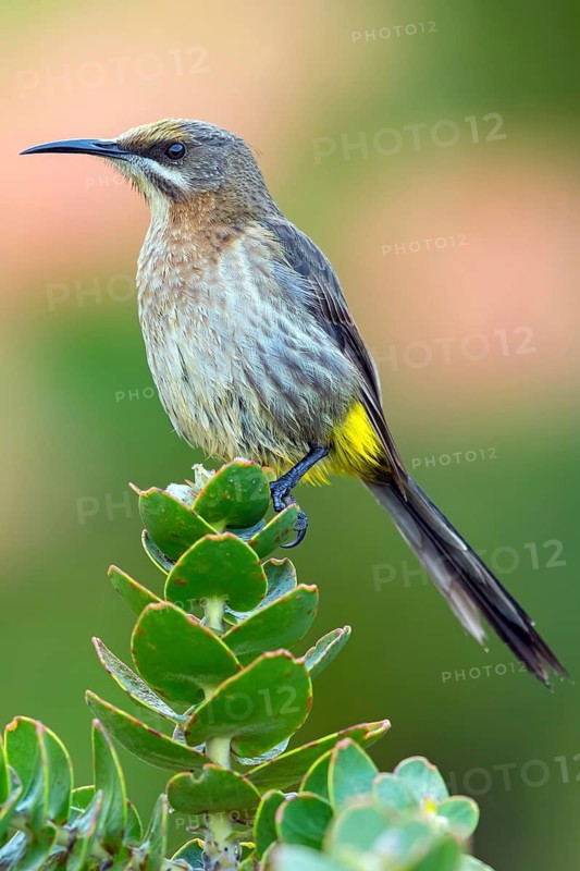 Cape sugarbird (Promerops cafer), Harold Porter National Botanical Gardens, Betty's Bay, Western Cape, South Africa